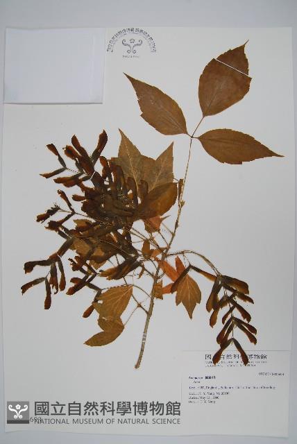 登錄號:S025693藏品圖，第1張