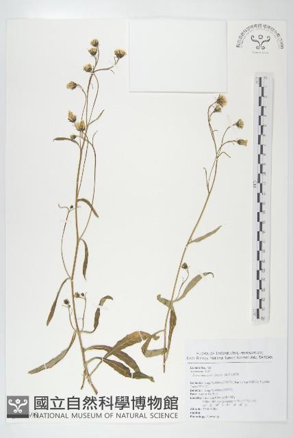 森氏山柳菊藏品圖，第1張