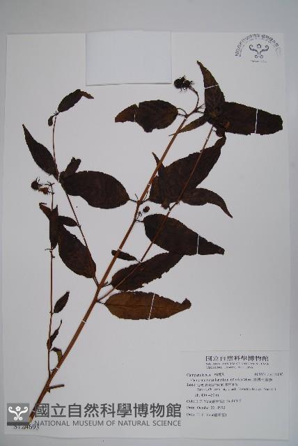 臺灣土黨參藏品圖，第1張