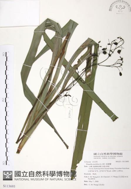 桔梗蘭藏品圖，第1張