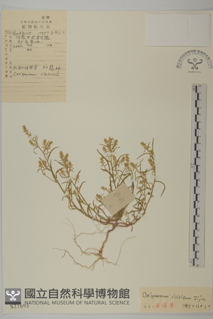 西伯利亞蟲實藏品圖，第1張