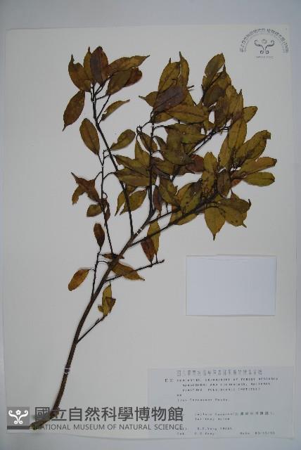 糊樗藏品圖，第1張