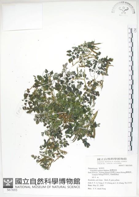 臺灣黃菫藏品圖，第1張