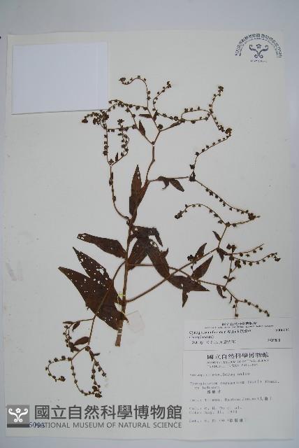 琉璃草藏品圖，第1張