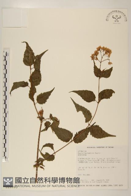 田代氏澤蘭藏品圖，第1張