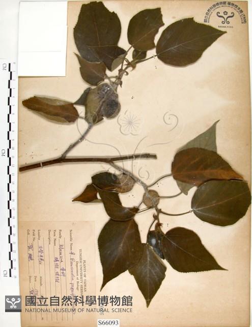 構樹藏品圖，第1張