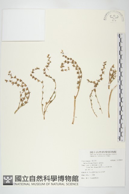 佛甲草、金莿插藏品圖，第1張