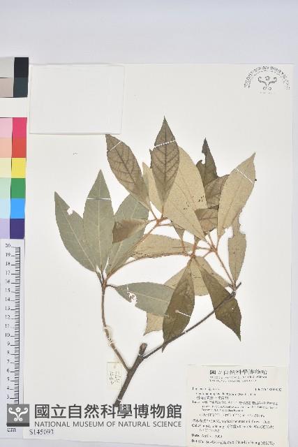 嶺南青剛櫟、嶺南椆藏品圖，第1張