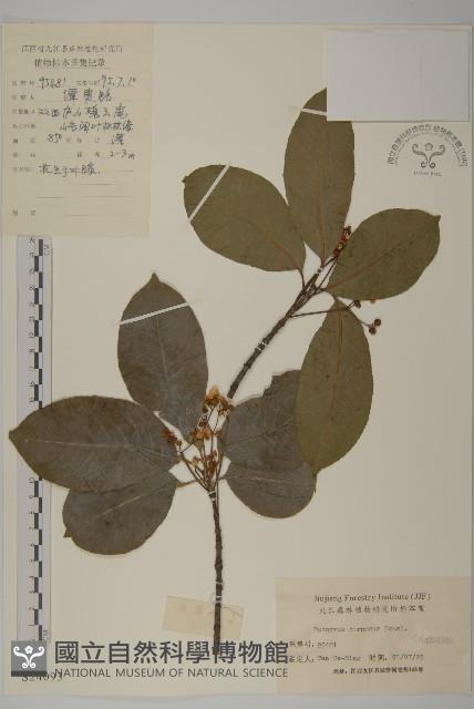 厚葉衛矛, 源一木藏品圖，第1張