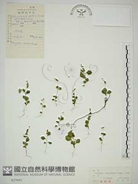 小扁豆藏品圖，第1張