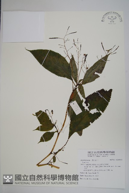 登錄號:S097093藏品圖，第1張