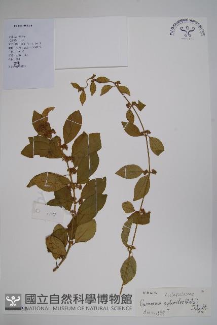 武靴藤藏品圖，第1張