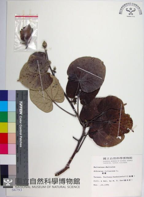 黃槿藏品圖，第1張