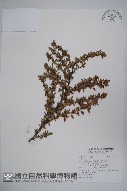 小花小檗藏品圖，第1張