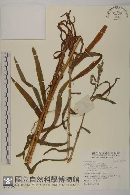 還陽參藏品圖，第1張