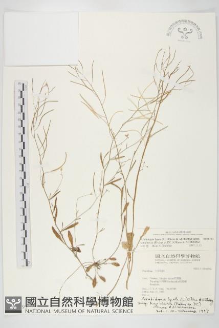 玉山筷子芥藏品圖，第1張