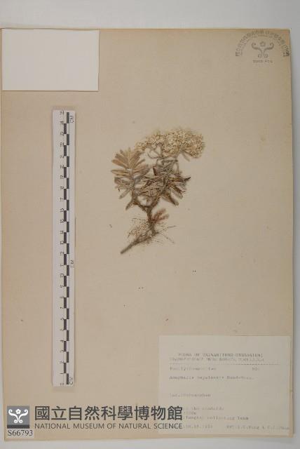 尼泊爾籟簫藏品圖，第1張