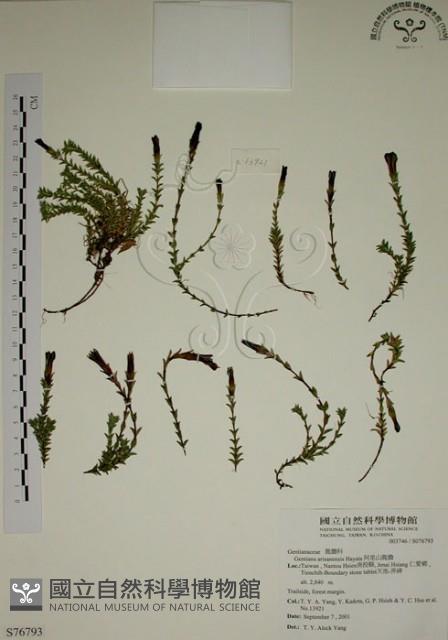 阿里山龍膽藏品圖，第1張