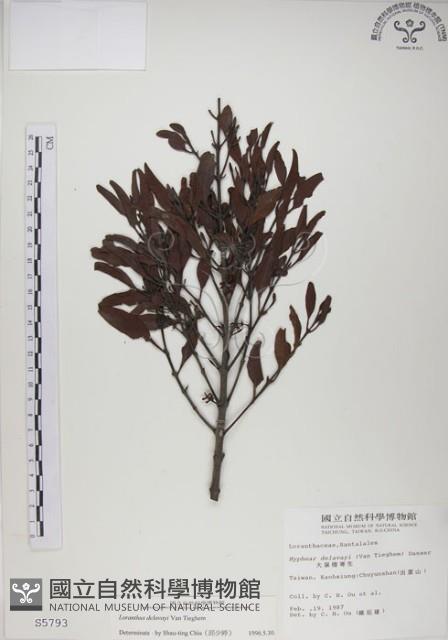 椆樹桑寄生, 大葉榿寄生藏品圖，第1張