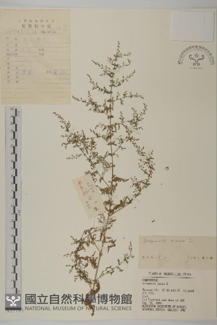 黃花蒿藏品圖，第1張