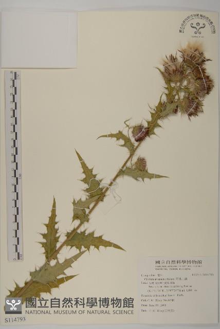 阿里山薊藏品圖，第1張