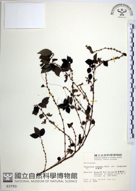 水雞油藏品圖，第1張