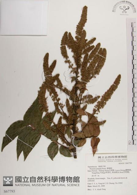 番龍眼藏品圖，第1張