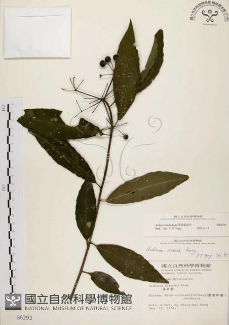 黑星紫金牛藏品圖，第1張