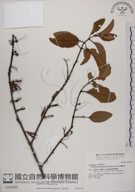 蓮華池桑寄生藏品圖，第1張