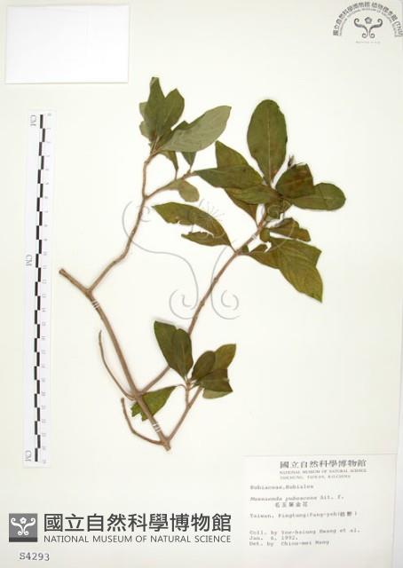 毛玉葉金花藏品圖，第1張