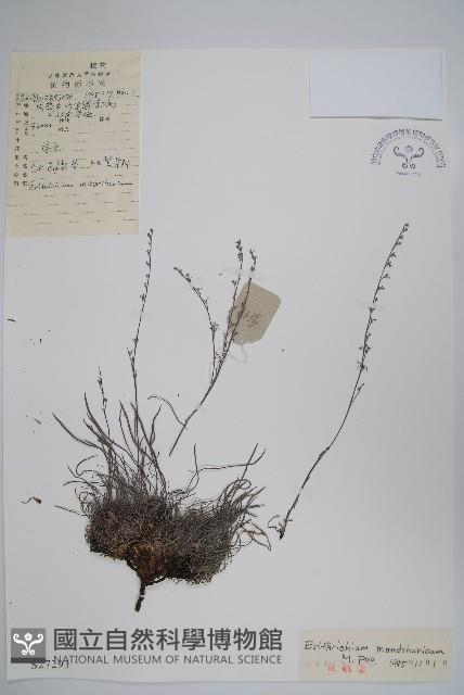 東北齒緣草藏品圖，第1張