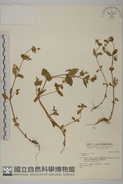 Accession Number:S037293 Collection Image, Figure 1, Total 2 Figures