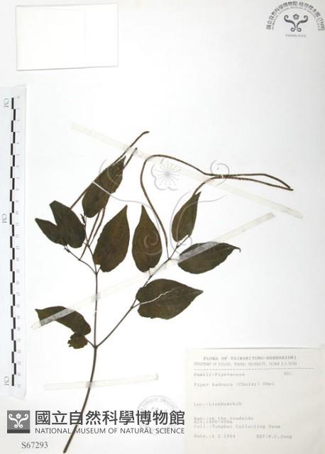 Pepper Collection Image