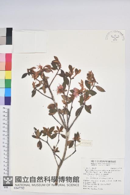 台灣高山杜鵑藏品圖，第1張