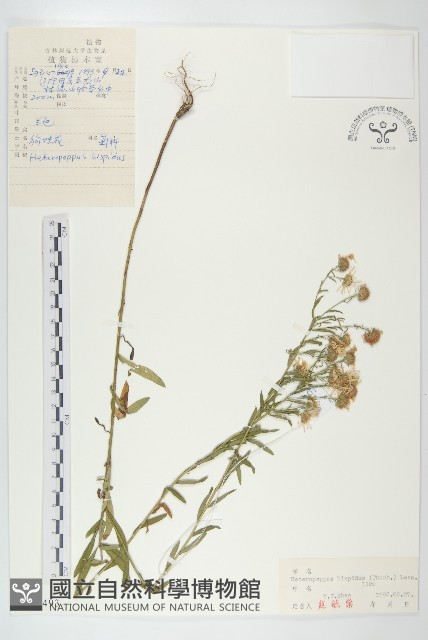 狗娃花藏品圖，第1張