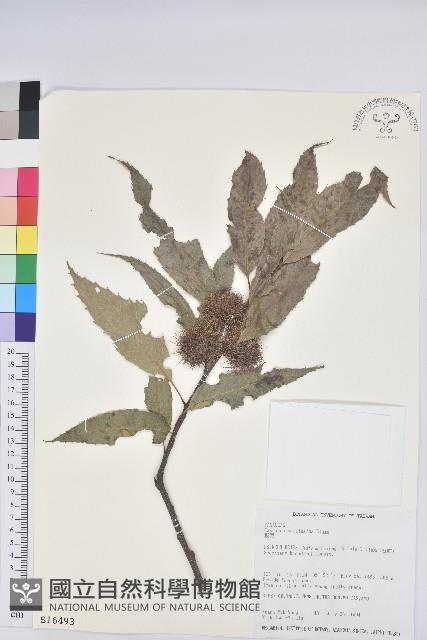 板栗藏品圖，第1張