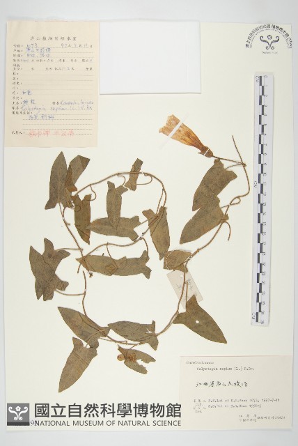 篱打碗花藏品圖，第1張