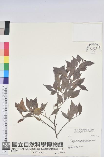 登錄號:S036493藏品圖，第1張