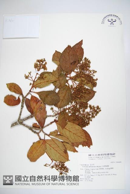 著生珊瑚樹藏品圖，第1張