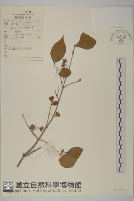 白杜藏品圖，第1張