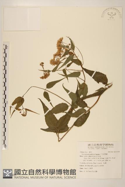 田代氏澤蘭藏品圖，第1張