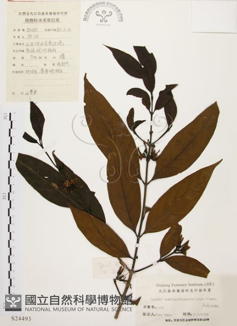茜草樹藏品圖，第1張
