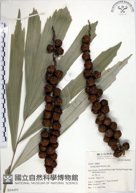 山棕藏品圖，第1張