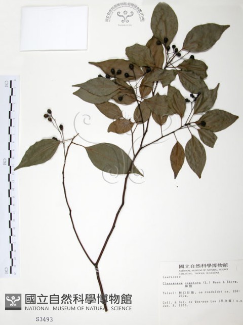 樟樹藏品圖，第1張