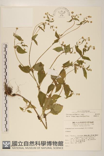 小米菊藏品圖，第1張