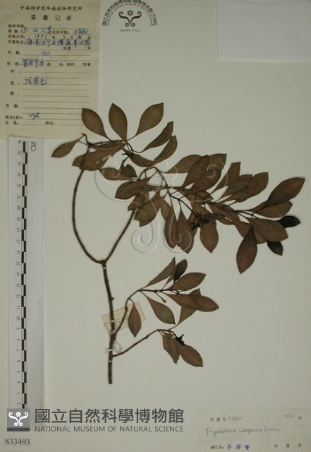 拎壁龍藏品圖，第1張