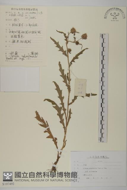 林薊藏品圖，第1張