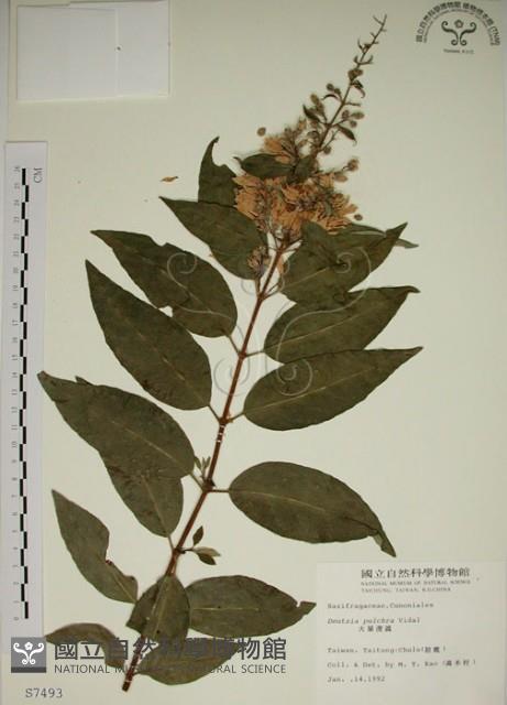 大葉溲疏藏品圖，第1張
