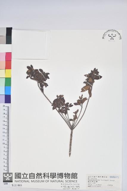 大武杜鵑藏品圖，第1張