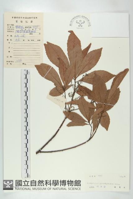 禿瓣杜英藏品圖，第1張